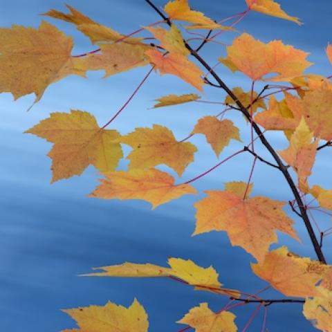 Yellow leaves in front of a bright blue sky