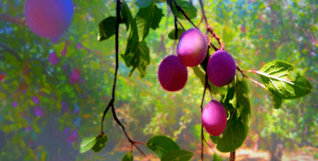 Plums in distorted colors. They're bright purple.