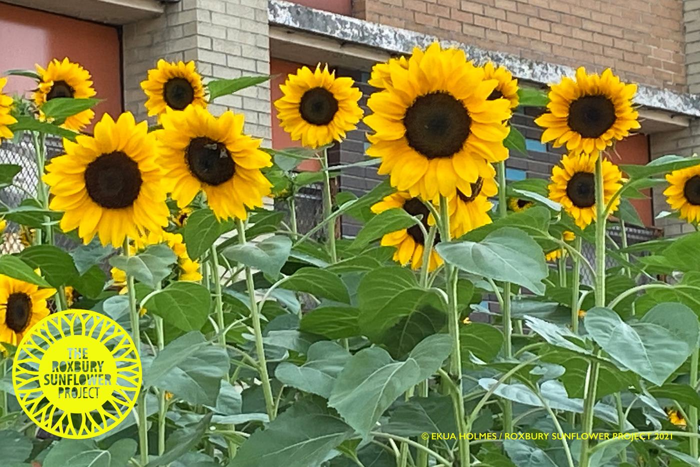 Outside, in front of a brick building, sunflowers are in bloom.