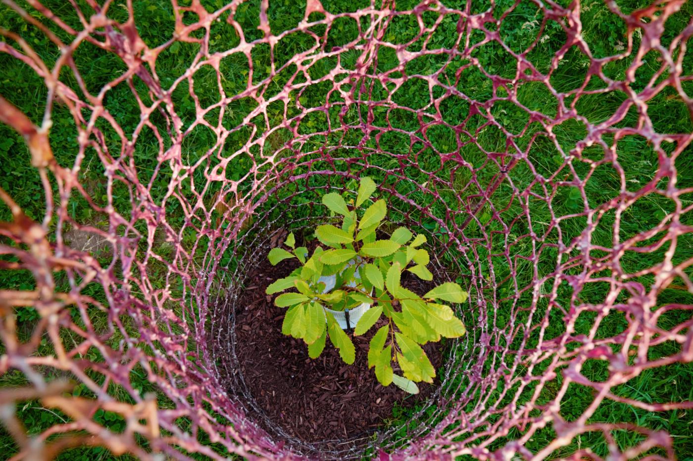 Inside the netting, a plant grows.