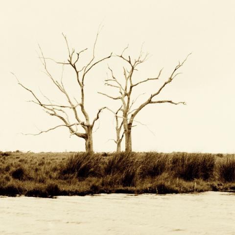 A leafless tree stands alone in a swampy looking marsh